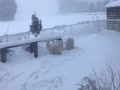 ラムミー牧場は雪だらけ！