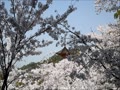 宮島の桜2018
